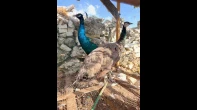 جوز طاووس عليه ريش