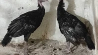 أنثايتين حبش