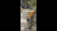 دجاج للبيع