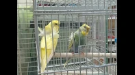 طيور هوجو رومور