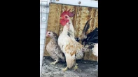 جوز سيراما
