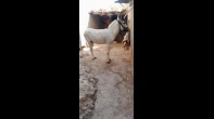 حمار فحل