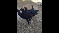 فراخ كوبرا كرستال