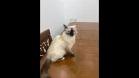 قطة هيمالايا