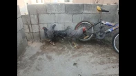 3 جاجات وديك بلايموث روك الامريكي