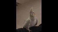 طائر كوكتيل لاتيني