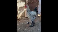 ديك براهما