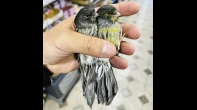 جواز طيور