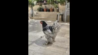 ديك بلو