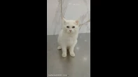 كاسبر للتبني