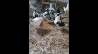 جواز حمام مصري