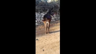 حمارة للركوب