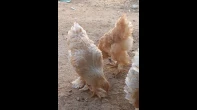 دجاج براهما ليموني مستويات عالية