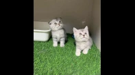 قطط (ذكر + انثى ) سكوتش