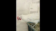 جوز فيومي أبيض
