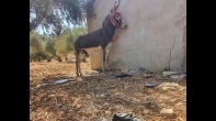 جحش 3 سنين