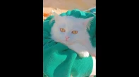 قط شيرازي