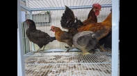 دجاج بلدي ، فرخات ، ديوك
