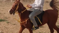 حصان