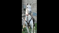 حصان عربي