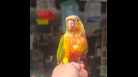 Green cheek pineapple