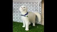 أنثى سكوتش
