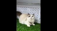 أنثى راغدول