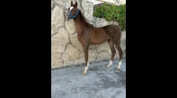 مهرة عربية