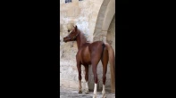 حصان عربي