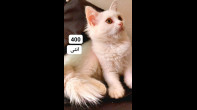 قطة