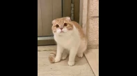 قطط سكوتش فولد