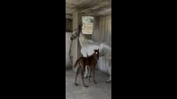 فرس مع إبنها