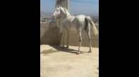 فرس عربية