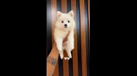 أنثى بوميرينيان