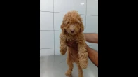 Toy Poodle