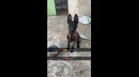 أنثى مالينو