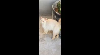 أنثى هملايا