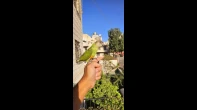 ببغاء السنجال