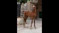 مهر عربي