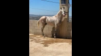 مهر عربي