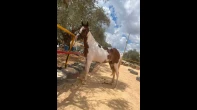 مهرة