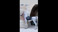 حصان عربي