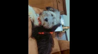 كلب Maltese/chiwawa