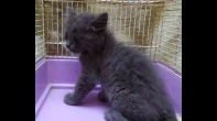 قط من فصيلة Nebelung للبيع