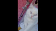 سيمبا