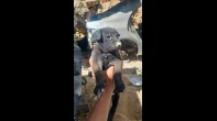 إناث ملينيو