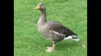 وز