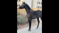 مهرة