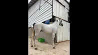 حصان عربي