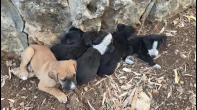 جراء للتبني